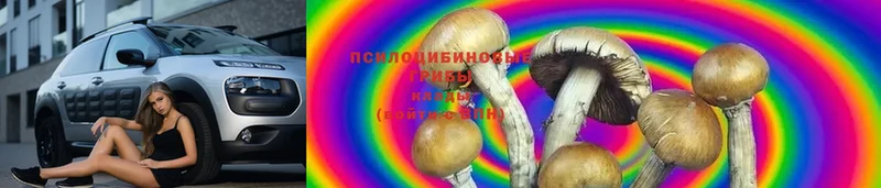 купить закладку  omg ССЫЛКА  Псилоцибиновые грибы Cubensis  Нововоронеж 